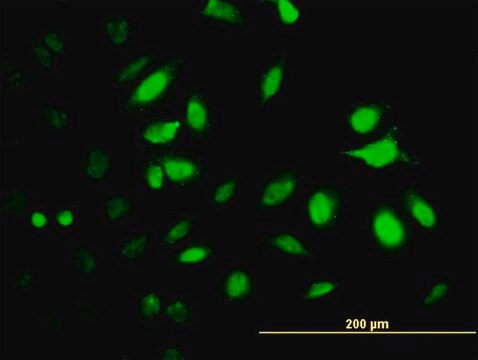 Monoclonal Anti-PSMC2 antibody produced in mouse clone 4C10-2C8, purified immunoglobulin, buffered aqueous solution