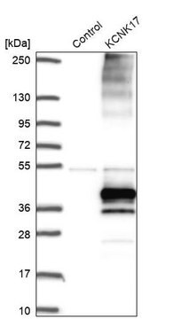 Anti-KCNK17 antibody produced in rabbit Prestige Antibodies&#174; Powered by Atlas Antibodies, affinity isolated antibody, buffered aqueous glycerol solution