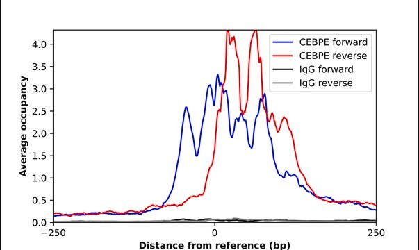Anti-CEBPE antibody produced in rabbit Prestige Antibodies&#174; Powered by Atlas Antibodies, affinity isolated antibody, buffered aqueous glycerol solution