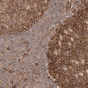 Anti-NAP1L1 antibody produced in rabbit Prestige Antibodies&#174; Powered by Atlas Antibodies, affinity isolated antibody, buffered aqueous glycerol solution