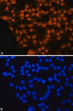 Anti-RUNX1 (N-terminal) antibody produced in rabbit ~1.0&#160;mg/mL, affinity isolated antibody, buffered aqueous solution