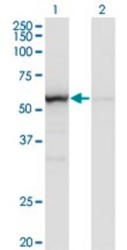 Monoclonal Anti-OXSR1 antibody produced in mouse clone 1B10, purified immunoglobulin, buffered aqueous solution