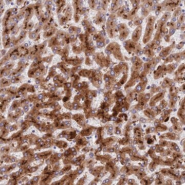 Anti-ADAMTS13 antibody produced in rabbit Prestige Antibodies&#174; Powered by Atlas Antibodies, affinity isolated antibody, buffered aqueous glycerol solution