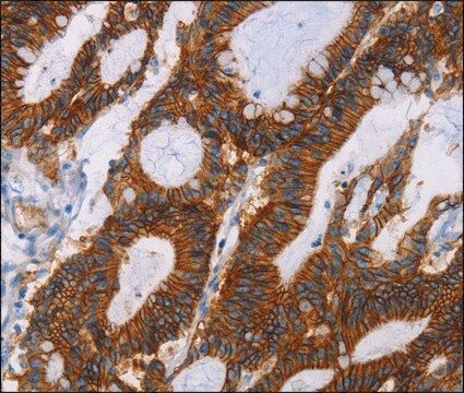 Anti-GPA33 antibody produced in rabbit affinity isolated antibody