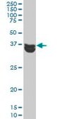 ANTI-MAPK3 antibody produced in mouse clone 1E2, purified immunoglobulin, buffered aqueous solution