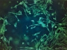 TissueFab&#174; bioink&nbsp; Alg(Gel)ma -UV/365 nm
