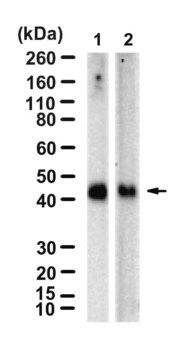 Anti-TMEM106B Antibody, clone 2E4 ZooMAb&#174; Rabbit Monoclonal recombinant, expressed in HEK 293 cells