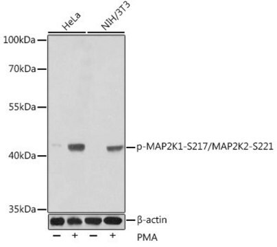 Anti-Phospho-MAP2K1-S217/MAP2K2-S221 antibody produced in rabbit