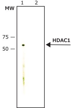 Anti-Histone Deacetylase 1 (HDAC1) antibody, Mouse monoclonal clone HDAC1-21, purified from hybridoma cell culture