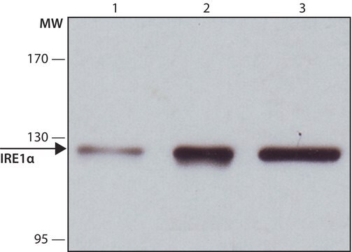 Anti-IRE1&#945; antibody produced in rabbit ~1&#160;mg/mL, affinity isolated antibody, buffered aqueous solution