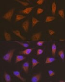 Antibody, clone 1Q10Q4, Rabbit Monoclonal
