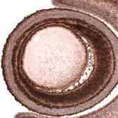 Monoclonal Anti-PAX6 antibody produced in mouse Prestige Antibodies&#174; Powered by Atlas Antibodies, clone CL5414, purified immunoglobulin, buffered aqueous glycerol solution