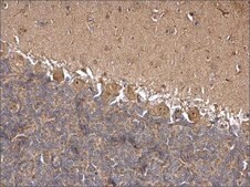 Anti-HSPA8 antibody produced in rabbit