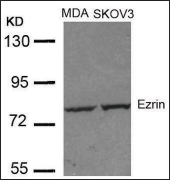 Anti-EZR (Ab-353) antibody produced in rabbit affinity isolated antibody
