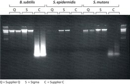 GenElute&#8482; Bacterial Genomic DNA Kits sufficient for 350&#160;purifications