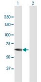 Anti-IMPDH1 antibody produced in mouse purified immunoglobulin, buffered aqueous solution