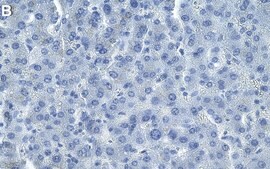 Anti-&#946; Galactosidase Antibody, clone 2C15 ZooMAb&#174; Rabbit Monoclonal recombinant, expressed in HEK 293 cells