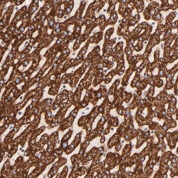 Anti-ECH1 antibody produced in rabbit Prestige Antibodies&#174; Powered by Atlas Antibodies, affinity isolated antibody, buffered aqueous glycerol solution