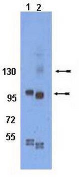Anti-phospho-Integrin &#946;1 (Tyr783) Antibody serum, Chemicon&#174;