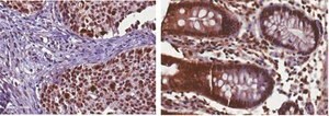 Anti-phospho-Rsk1 (Thr359/Ser363) Antibody from rabbit, purified by affinity chromatography