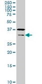 Monoclonal Anti-HEYL antibody produced in mouse clone 4A11, purified immunoglobulin, buffered aqueous solution