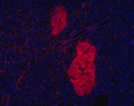 Anti-CD200/HPi1 Antibody, clone HIC0-4F9