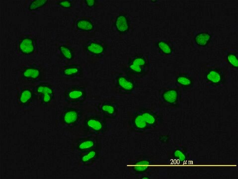 Monoclonal Anti-CBX3 antibody produced in mouse clone 1G12-1D9, purified immunoglobulin, buffered aqueous solution