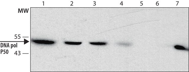 Anti-DNA polymerase &#948; p50 antibody, Rat monoclonal clone PDK 7B4, purified from hybridoma cell culture