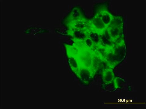 Monoclonal Anti-SYT4 antibody produced in mouse clone 5F8, purified immunoglobulin, buffered aqueous solution