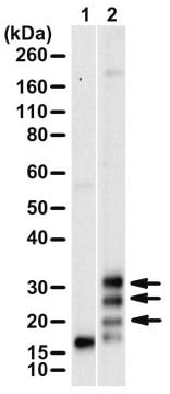 Anti-2A Peptide