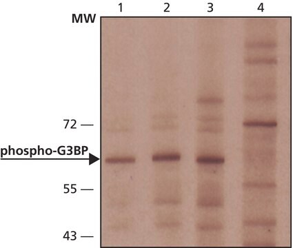 Anti-phospho-G3BP (pSer149) antibody produced in rabbit ~1.0&#160;mg/mL, affinity isolated antibody, buffered aqueous solution