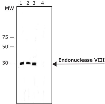 Monoclonal Anti-Endonuclease VIII antibody produced in mouse ~1.5&#160;mg/mL, clone E8-122, purified immunoglobulin, buffered aqueous solution