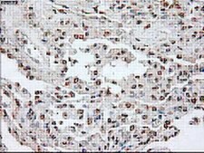 Anti-Oct-4 Antibody, clone 9B7 clone 9B7, from mouse