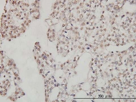 Monoclonal Anti-DDX54 antibody produced in mouse clone 2H6, purified immunoglobulin, buffered aqueous solution