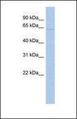 Anti-SLC1A2 antibody produced in rabbit affinity isolated antibody
