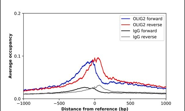 Anti-OLIG2 antibody produced in rabbit Prestige Antibodies&#174; Powered by Atlas Antibodies, affinity isolated antibody, buffered aqueous glycerol solution