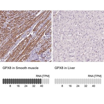 Anti-GPX8 antibody produced in rabbit Prestige Antibodies&#174; Powered by Atlas Antibodies, affinity isolated antibody, buffered aqueous glycerol solution