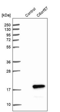 Anti-SDHAF4 antibody produced in rabbit Prestige Antibodies&#174; Powered by Atlas Antibodies, affinity isolated antibody, buffered aqueous glycerol solution