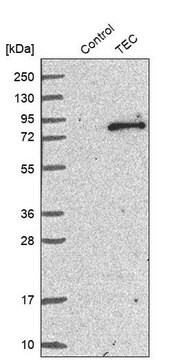 Anti-TEC antibody produced in rabbit Prestige Antibodies&#174; Powered by Atlas Antibodies, affinity isolated antibody, buffered aqueous glycerol solution