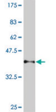 Monoclonal Anti-TTF2 antibody produced in mouse clone 2B6, purified immunoglobulin, buffered aqueous solution