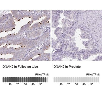 Anti-DNAH9 antibody produced in rabbit Prestige Antibodies&#174; Powered by Atlas Antibodies, affinity isolated antibody, buffered aqueous glycerol solution