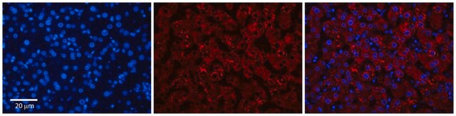 Anti-DPH1 antibody produced in rabbit affinity isolated antibody