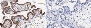 Anti-PDE4B Antibody, clone 1E9 ZooMAb&#174; Rabbit Monoclonal recombinant, expressed in HEK 293 cells