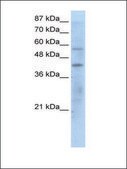 Anti-PPARG (AB1) antibody produced in rabbit IgG fraction of antiserum