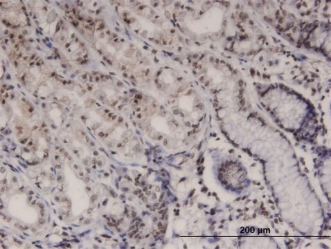 Monoclonal Anti-PTK6, (C-terminal) antibody produced in mouse clone 2F11, purified immunoglobulin, buffered aqueous solution