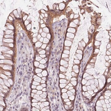 Anti-ATP1B3 antibody produced in rabbit Prestige Antibodies&#174; Powered by Atlas Antibodies, affinity isolated antibody, buffered aqueous glycerol solution