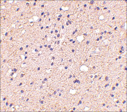 Anti-ELOVL6 antibody produced in rabbit affinity isolated antibody, buffered aqueous solution