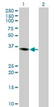 Anti-PRKY antibody produced in mouse purified immunoglobulin, buffered aqueous solution