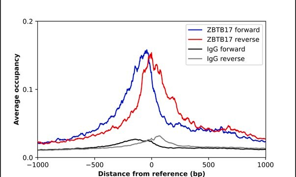 Anti-ZBTB17 antibody produced in rabbit Prestige Antibodies&#174; Powered by Atlas Antibodies, affinity isolated antibody, buffered aqueous glycerol solution