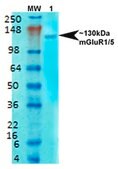 Monoclonal Anti-Sur1 - Fitc antibody produced in mouse clone S289-16, purified immunoglobulin
